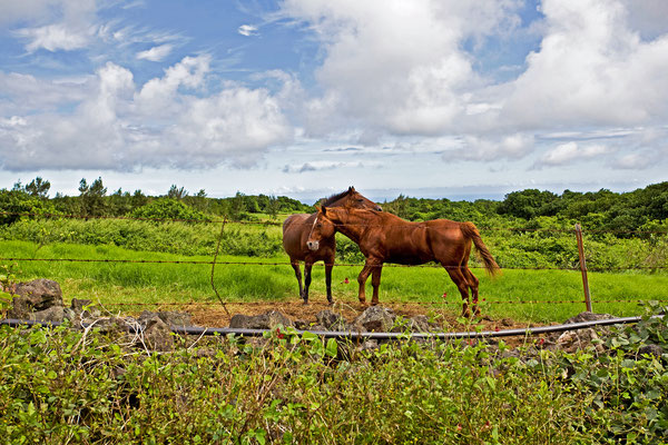 Hawaii | Kona | Tierisch