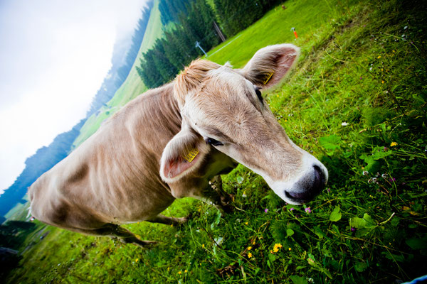 Tierisch