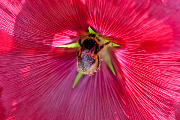 Tierisch