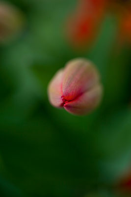 Tulpen | Brugg | Aargau