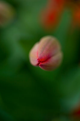 Tulpen | Brugg | Aargau