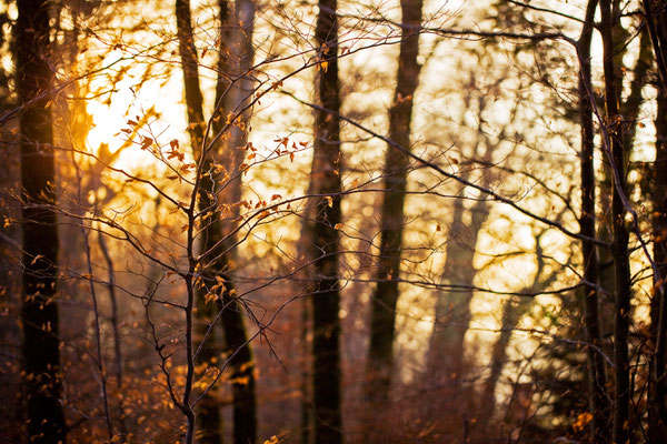 Habsburger Wald | Aargau | Schweiz