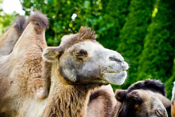 Plaettlizoo | Thurgau | Schweiz