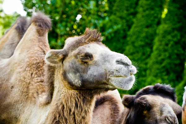 Plaettlizoo | Thurgau | Schweiz