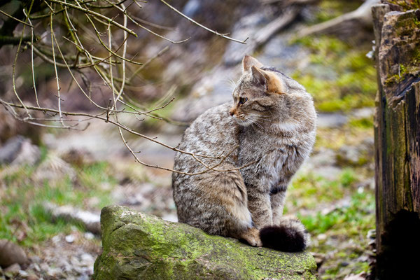 Tierpark Goldau