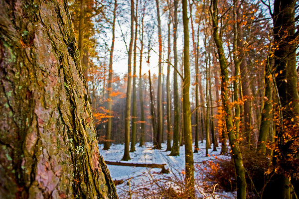 Habsburger Wald | Aargau | Schweiz