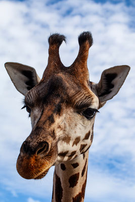 Tierisch
