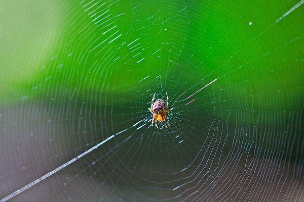 Tierisch