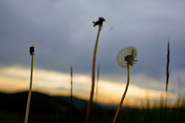 Scherz | Aargau | Schweiz