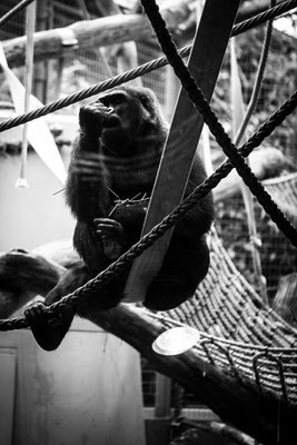 Zoo Zuerich | Schweiz