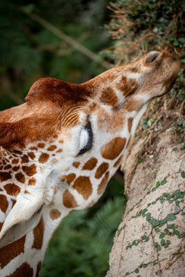 Zoo Zuerich | Schweiz
