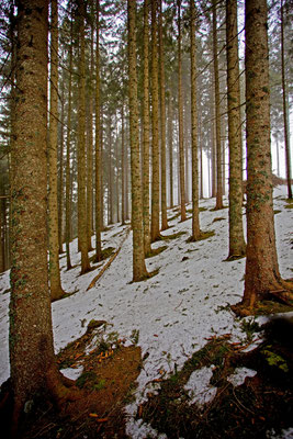 Gummenalp | Dallenwil | Schweiz
