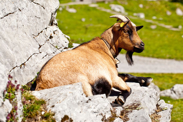 Tierisch
