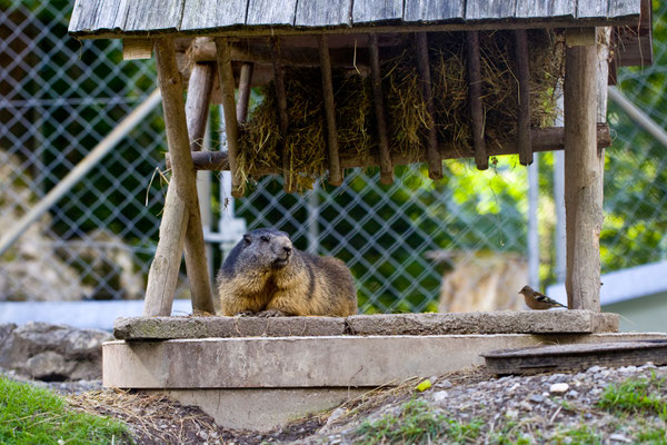 Wildpark Brienz | Bern