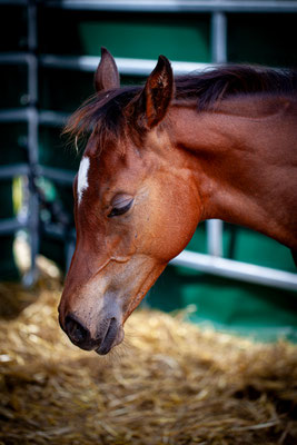 Tierisch