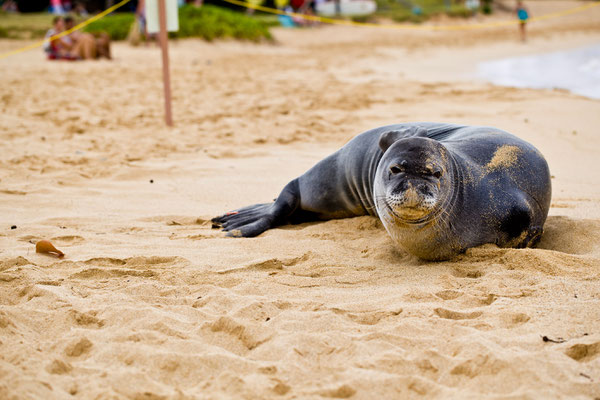 Tierisch