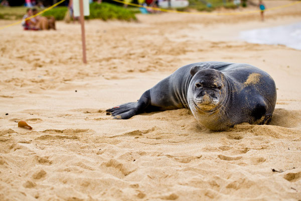 Tierisch