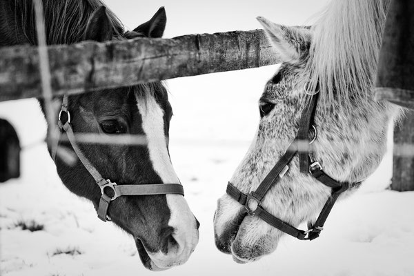 Tierisch