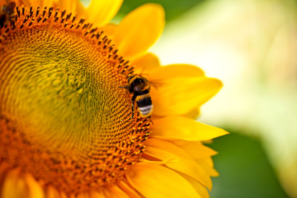 Tierisch