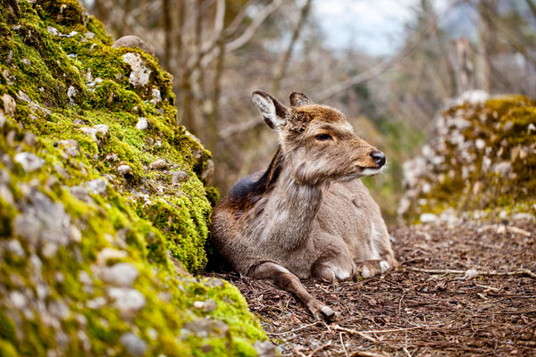 Tierpark Goldau