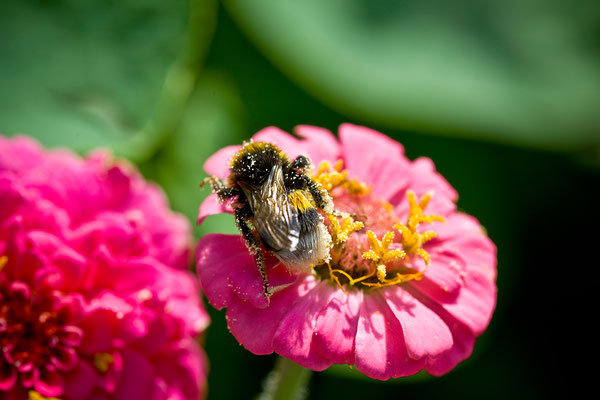 Plaettlizoo | Thurgau | Schweiz