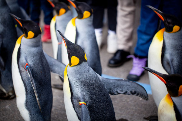 Zoo Zuerich | Schweiz