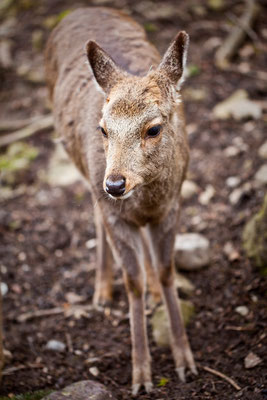 Tierpark Goldau