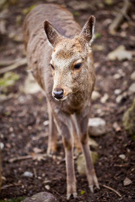 Tierpark Goldau