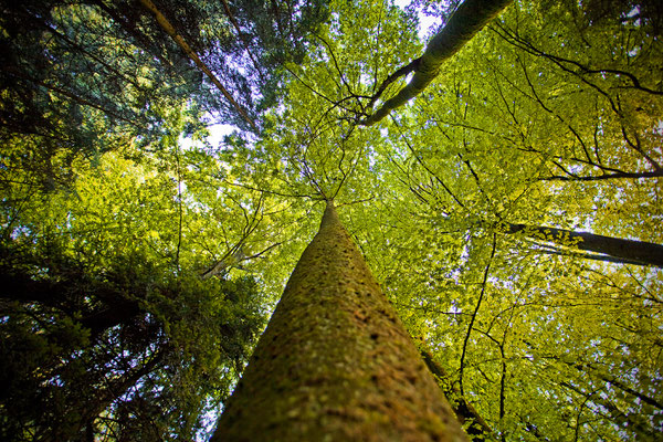 Habsburger Wald | Aargau | Schweiz