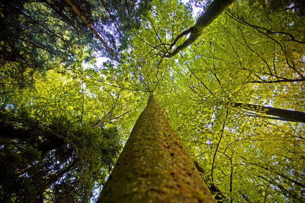 Habsburger Wald | Aargau | Schweiz