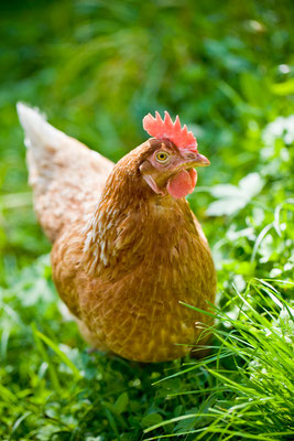Plaettlizoo | Thurgau | Schweiz