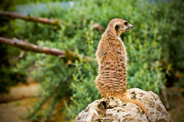 Zoo Rapperswil | Schweiz