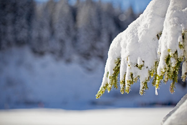 Hoch-Ybrig | Schweiz