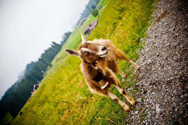 Tierisch