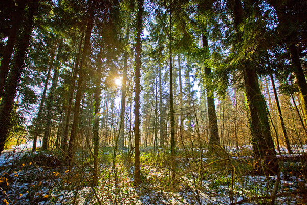 Habsburger Wald | Aargau | Schweiz