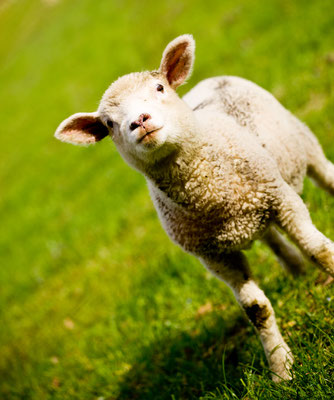 Tierisch