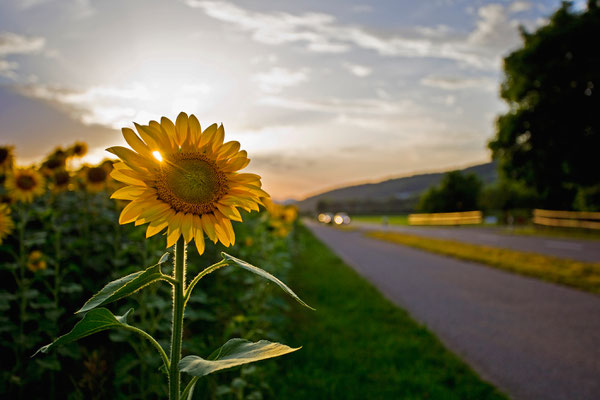 Birmenstorf | Aargau | Schweiz