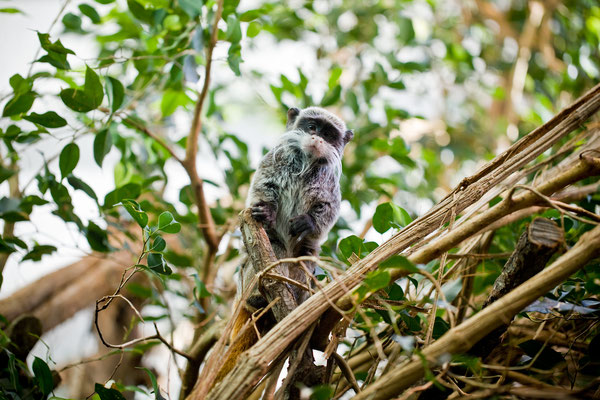 Zoo Zuerich | Schweiz