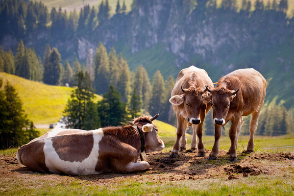 Tierisch