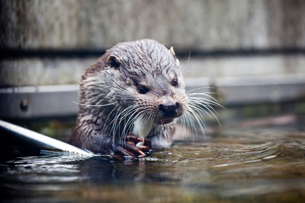 Tierpark Goldau