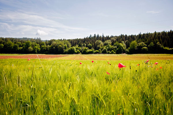 Riniken | Aargau | Schweiz