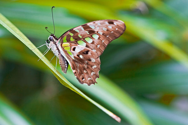 Tierisch