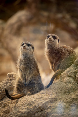 Zoo Zuerich | Schweiz