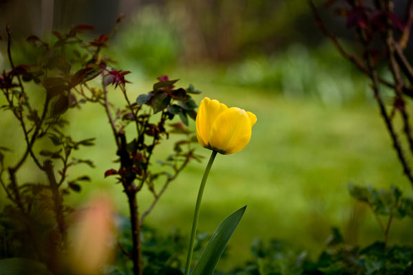 Tulpen | Brugg | Aargau