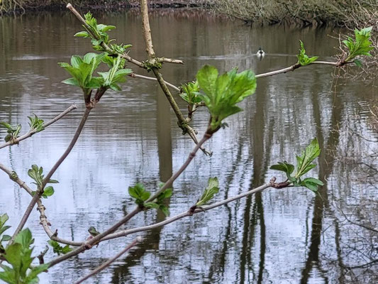 April - Frühling am Dorfsee/Foto: Copyright by Sabine Fenner