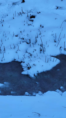 Januar - Frost/Foto: Copyright by Sabine Fenner