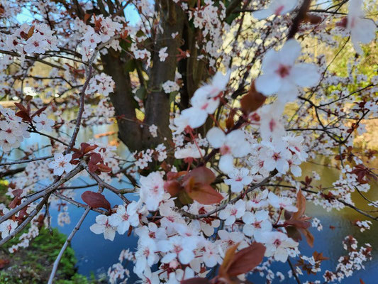 April - Frühling am See, Barmstedt/Foto: Copyright by Sabine Fenner