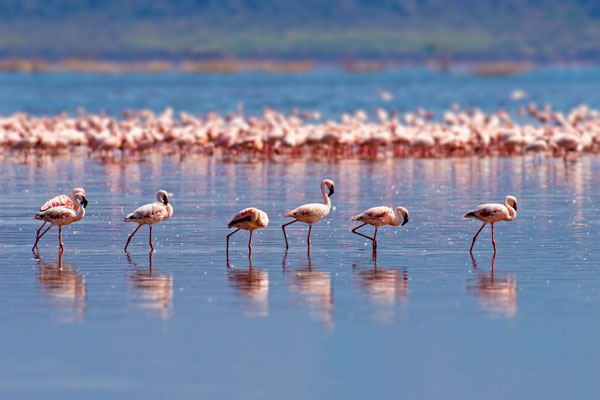 Flamingos - Erlebe Deinen exklusiven Urlaub auf einer Safari! In Deiner Reiserei, Reisebüro in Berlin Brandenburg