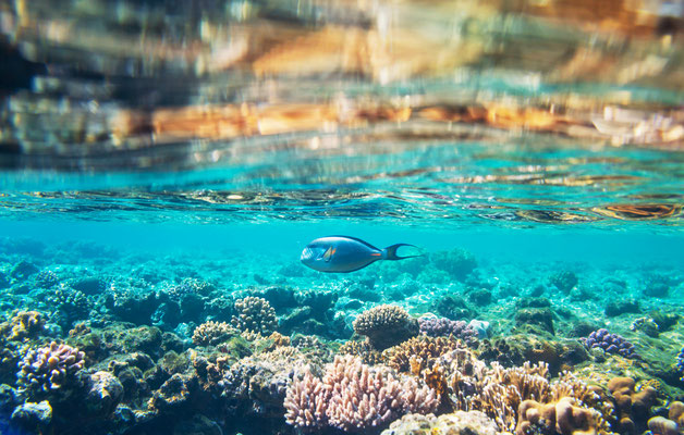 Korallenriff - Erlebe Deinen exklusiven Urlaub auf den Malediven! In Deiner Reiserei, Reisebüro in Berlin Brandenburg