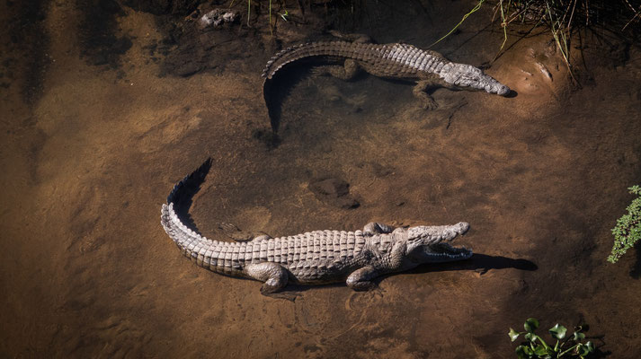 Krokodile - Erlebe Deinen exklusiven Urlaub auf einer Safari! In Deiner Reiserei, Reisebüro in Berlin Brandenburg